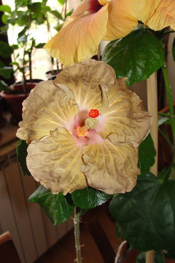 hibiscus Suntan - Hibiscus Gommer 1