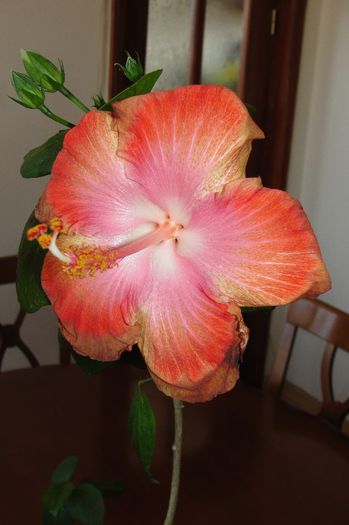  - Hibiscus Gommer 1