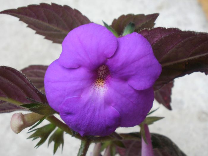 `Pulcherrima` - Achimenes and co