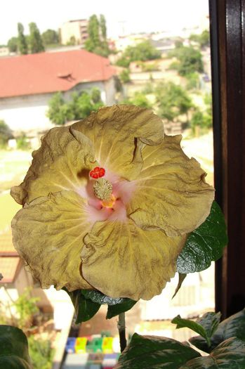  - Hibiscus Gommer 1