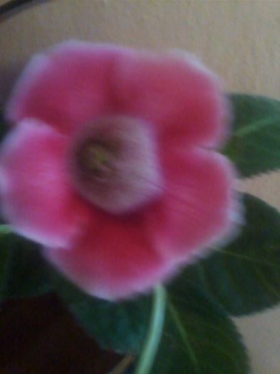Picture 266 - gloxinia 2013