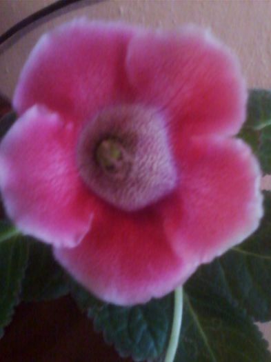 Picture 268 - gloxinia 2013