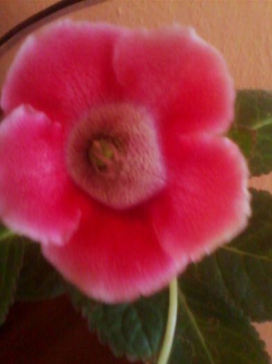 Picture 269 - gloxinia 2013