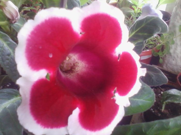 multumesc henrietta - gloxinia 2013