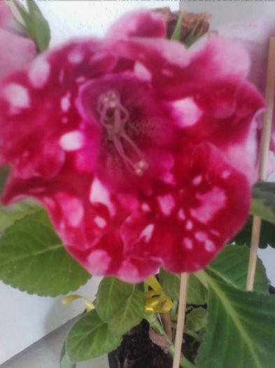 Picture 270 - gloxinia 2013