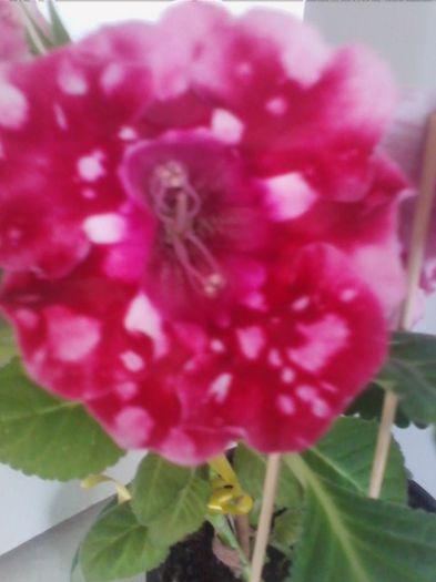 Picture 271 - gloxinia 2013
