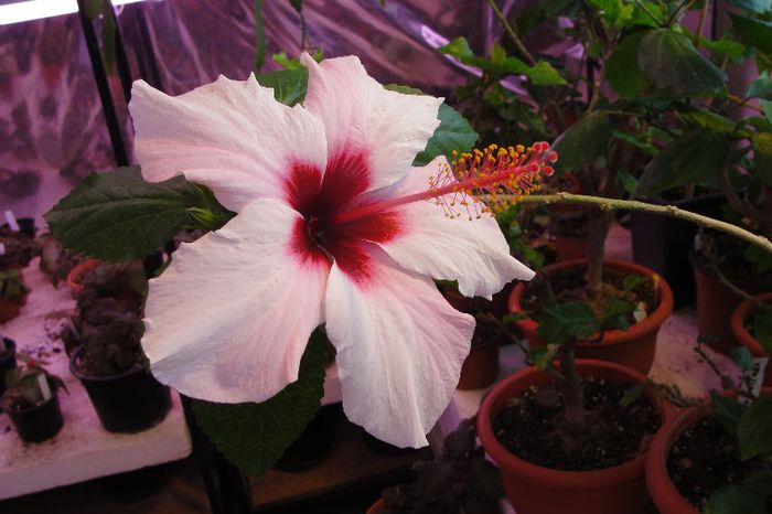 hibiscus Natal - Hibiscus-2