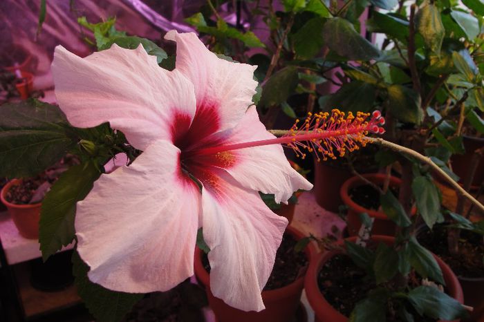  - Hibiscus-2
