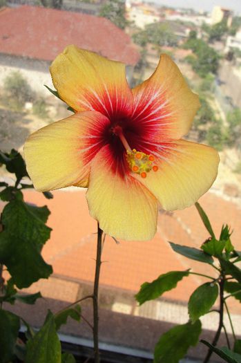 hibiscus Cuban Variety