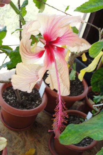hibiscus Rowena's Weeding