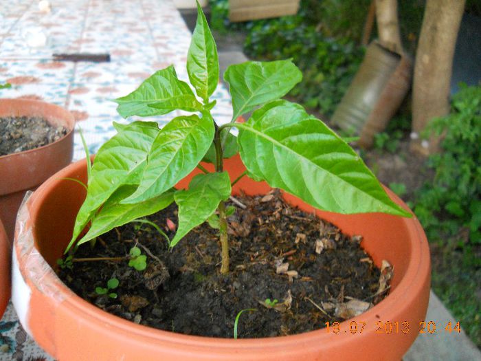 DSCN1141 - Ardei iute - Scotch Bonnet Orange