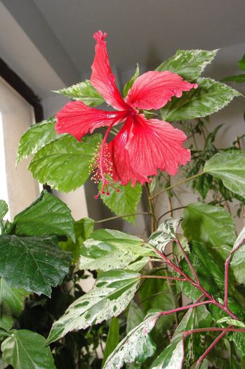 hibiscus Cooperi