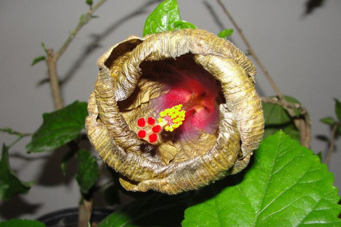 hibiscus Wallflower