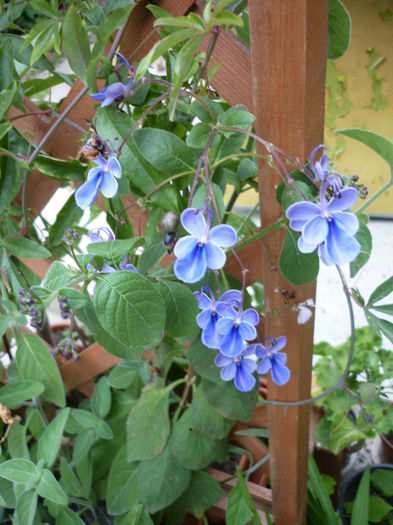 P1040548 - clerodendron ugandese