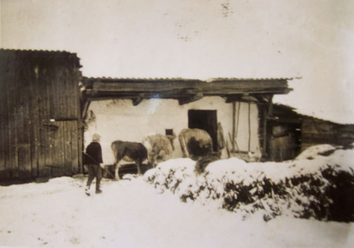1960 LA ZECE ANI GHEORGHE MANA VITELE IN GRAJD.