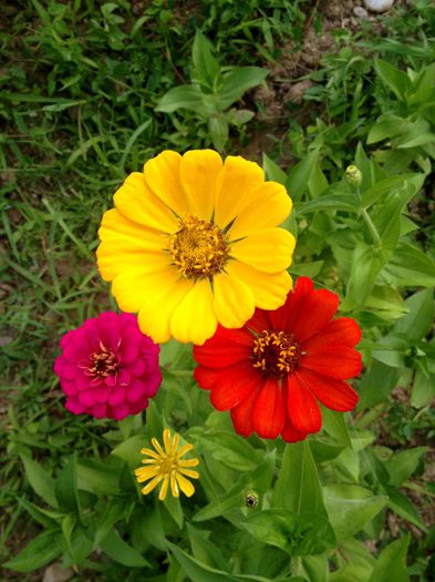 IMG_3239 - plante de gradina