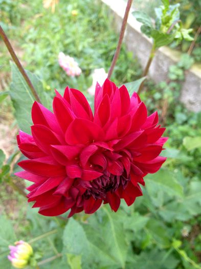 IMG_3243 - plante de gradina