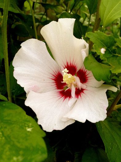hibi gradina - plante de gradina