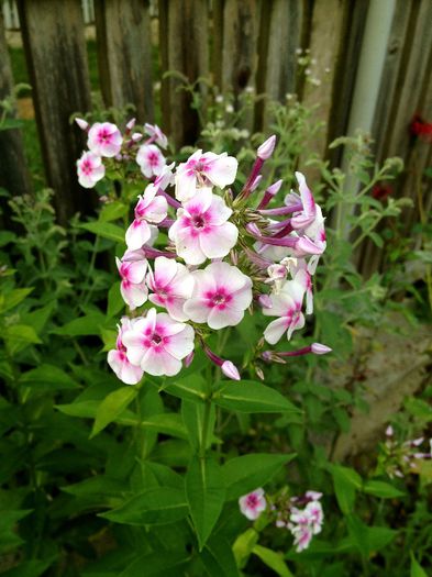 IMG_3252 - plante de gradina