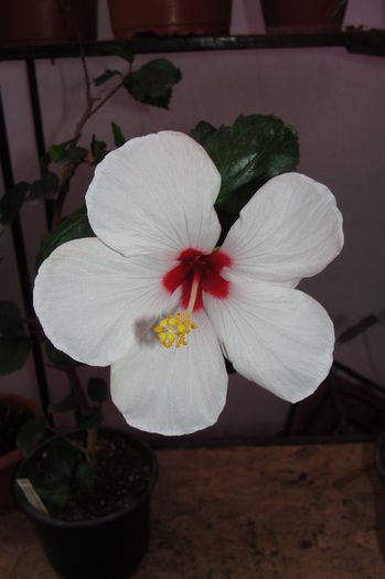 hibiscus Ibiza