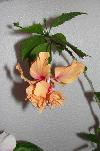 hibiscus El capitolio sport