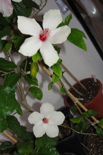 hibiscus Natal