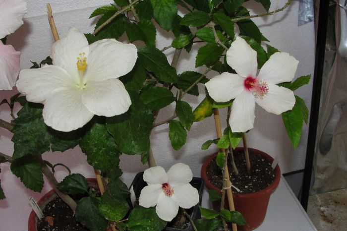 hibiscus Truly Fair hibiscus Arnottianus