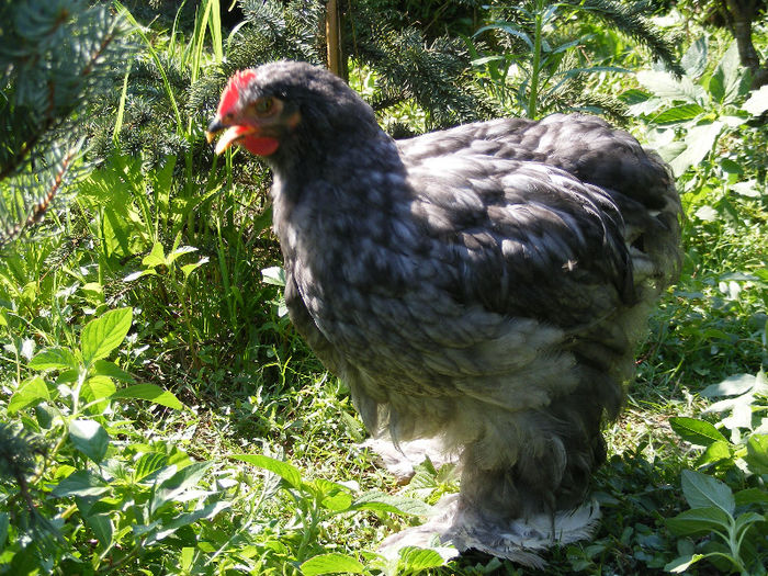 DSCF5687 - Tineret Cochinchina 2013