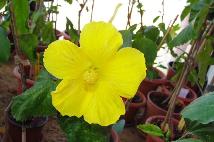 hibiscus Yellow Delight