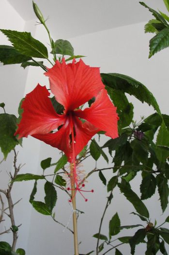 hibiscus Rouge Tropique