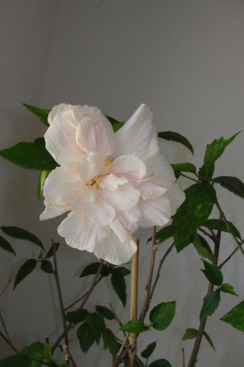 hibiscus alb batut