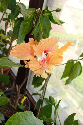 hibiscus El Capitolio Sport