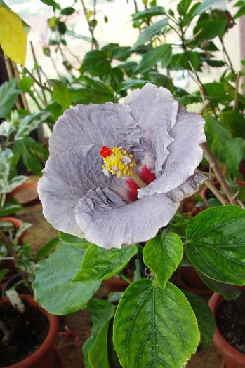 hibiscus Sky
