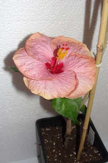 hibiscus Sea Grape