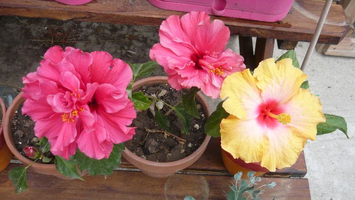 Picture 5525 - x 2013 hibiscus rosa sinesis 2
