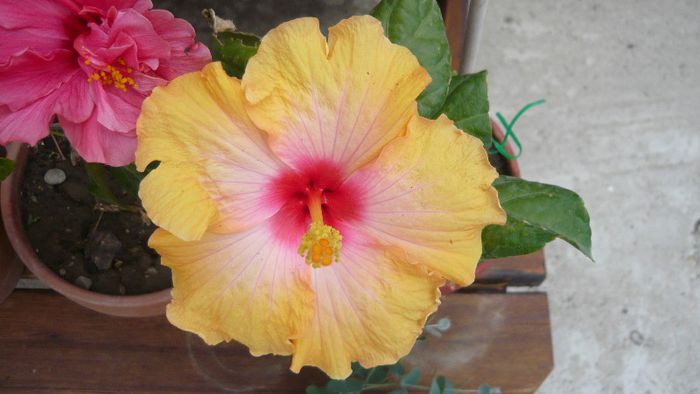 Picture 5526 - x 2013 hibiscus rosa sinesis 2