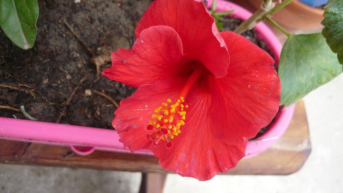 Picture 5527 - x 2013 hibiscus rosa sinesis 2
