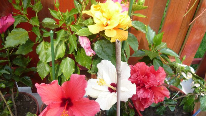 Picture 5551 - x 2013 hibiscus rosa sinesis 2