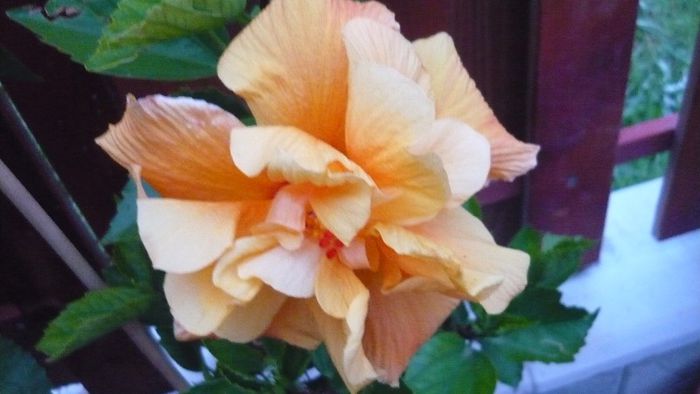 Picture 5626 - x 2013 hibiscus rosa sinesis 2