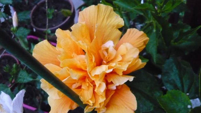 Picture 5627 - x 2013 hibiscus rosa sinesis 2