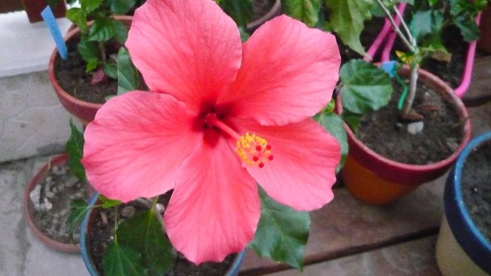 Picture 5630 - x 2013 hibiscus rosa sinesis 2