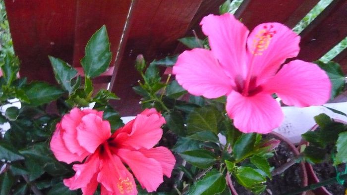 Picture 5631 - x 2013 hibiscus rosa sinesis 2