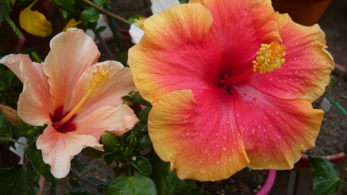 Picture 5661 - x 2013 hibiscus rosa sinesis 2
