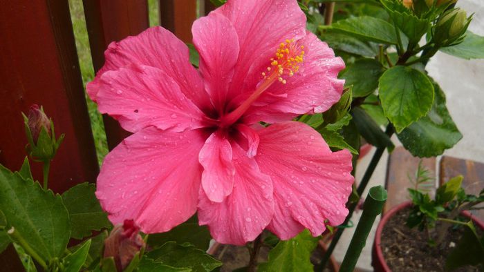 Picture 5662 - x 2013 hibiscus rosa sinesis 2