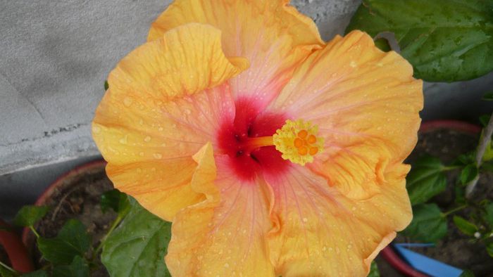 Picture 5663 - x 2013 hibiscus rosa sinesis 2