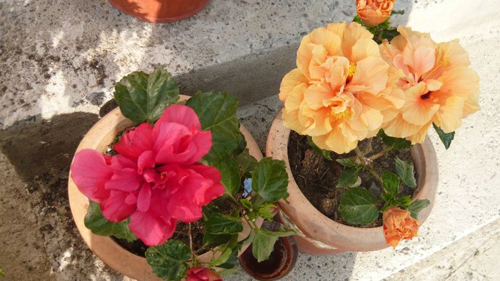 Picture 5677 - x 2013 hibiscus rosa sinesis 2