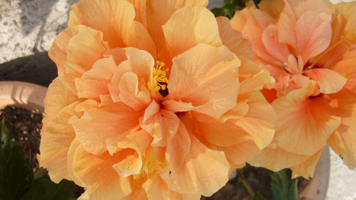 Picture 5679 - x 2013 hibiscus rosa sinesis 2