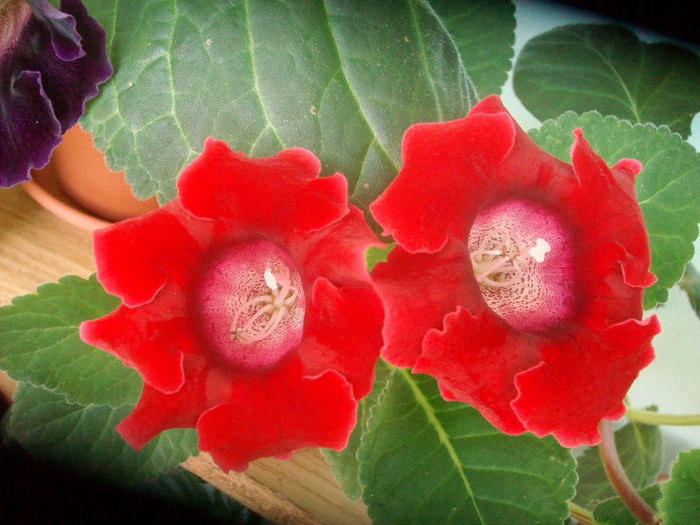 SANY5370 - Gloxinia-2013