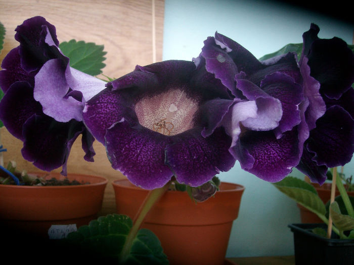 SANY5371 - Gloxinia-2013