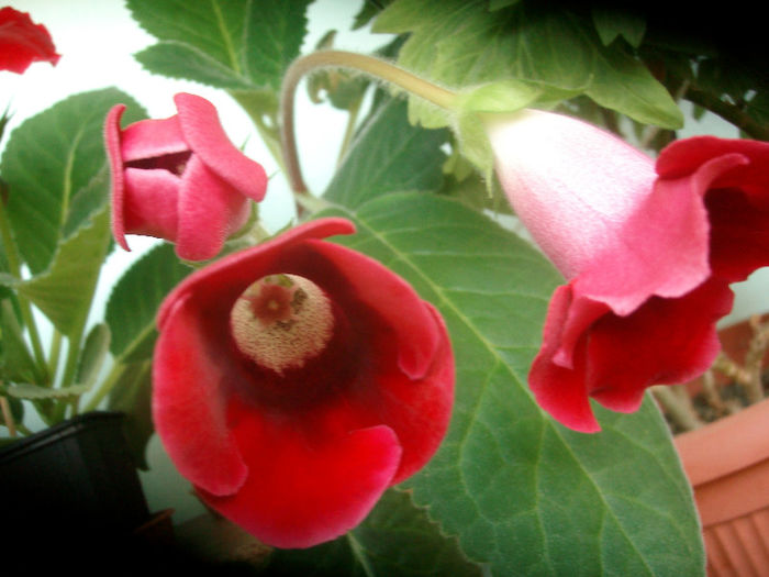 SANY5372 - Gloxinia-2013